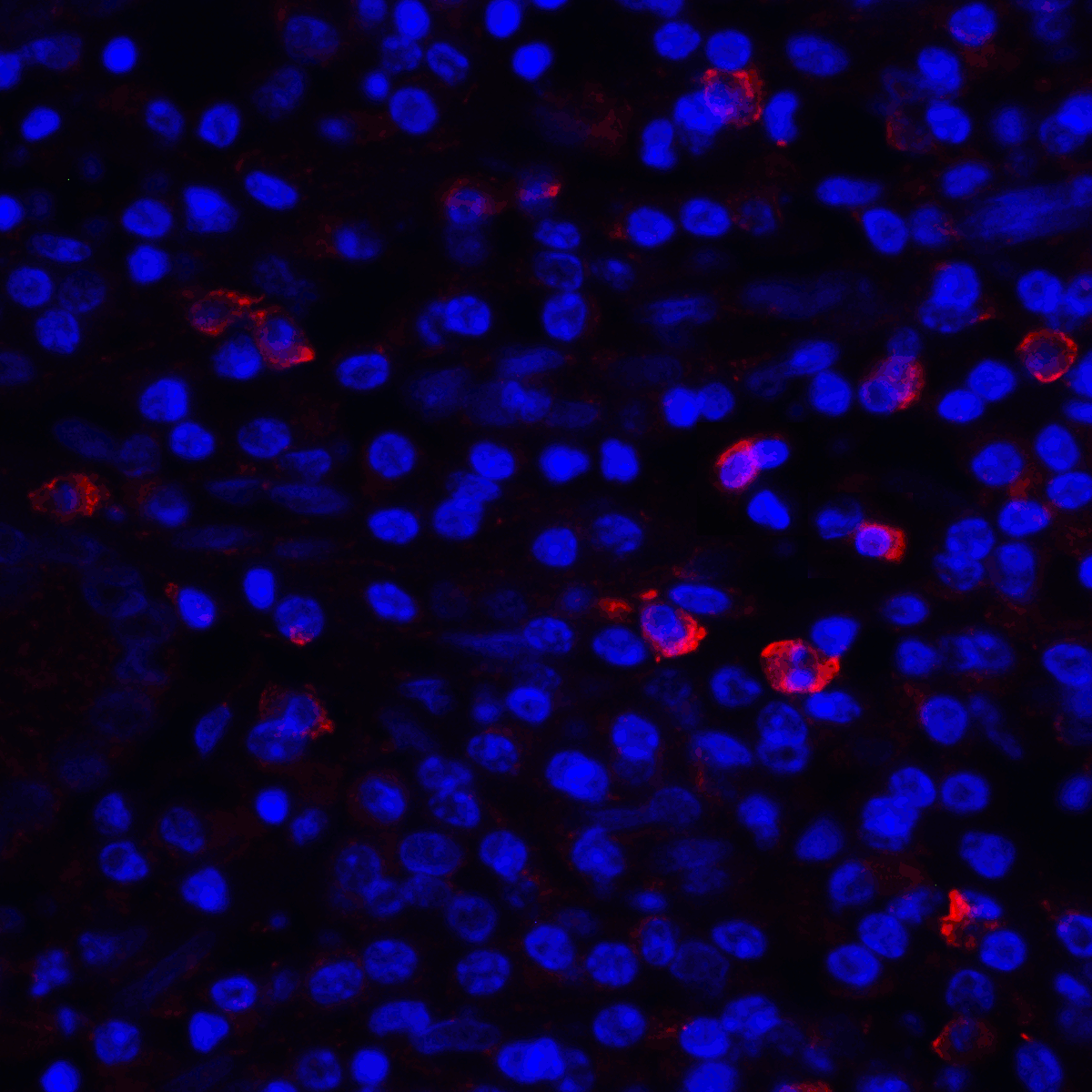 CD80 Antibody [12D9]