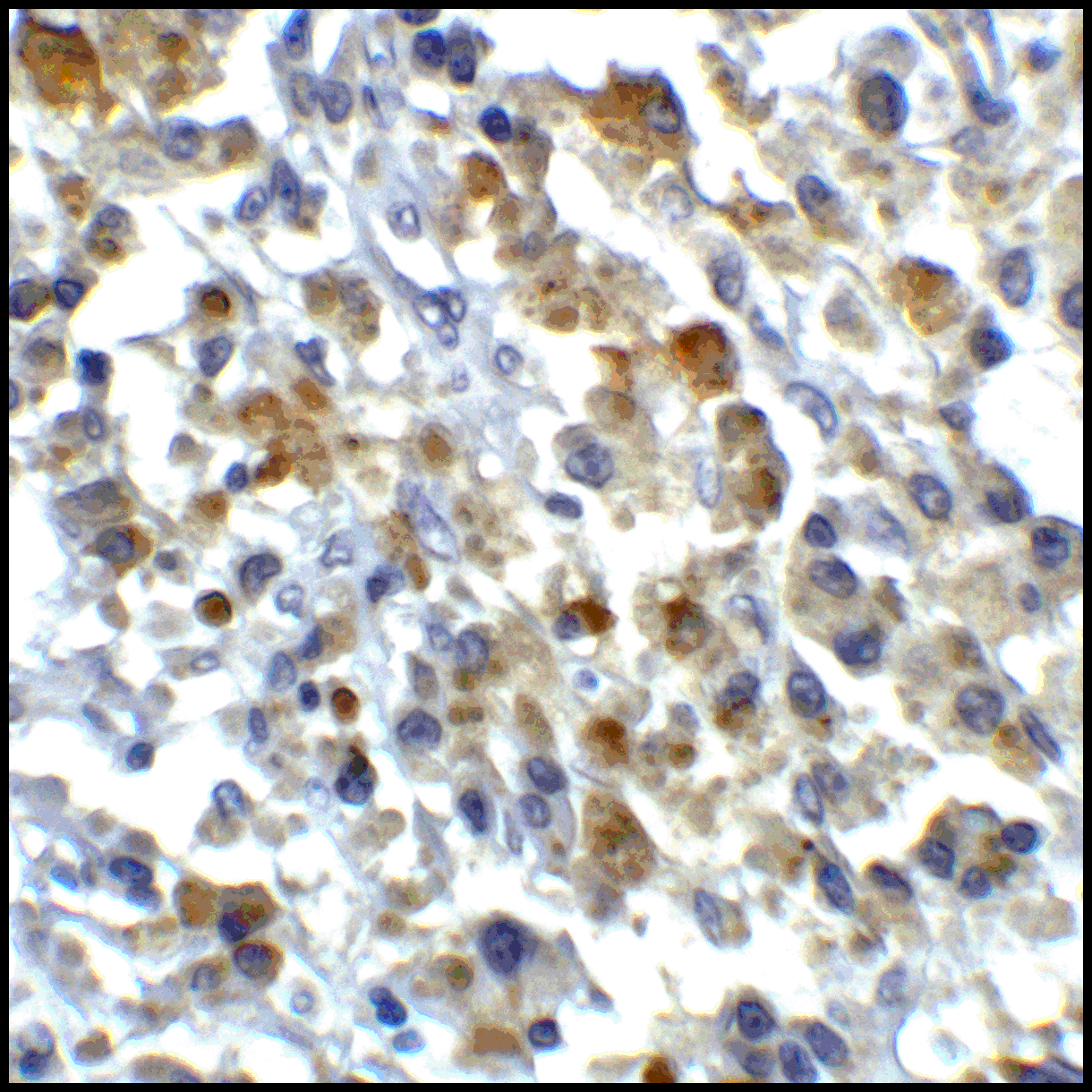 CD80 Antibody [12D9]