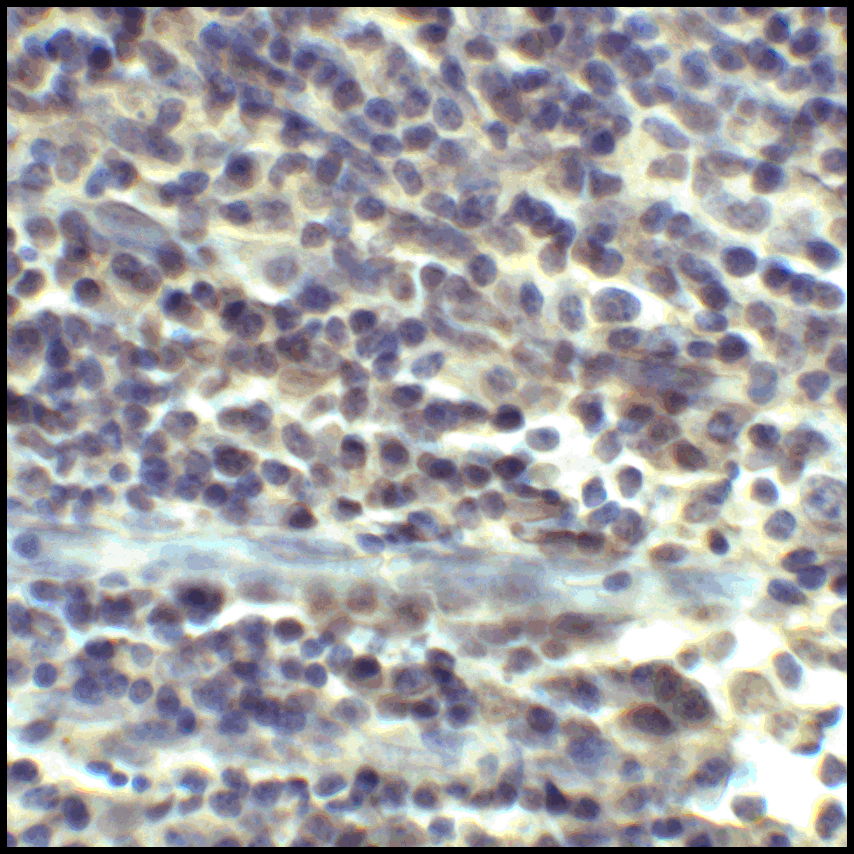 CD80 Antibody [12D9]