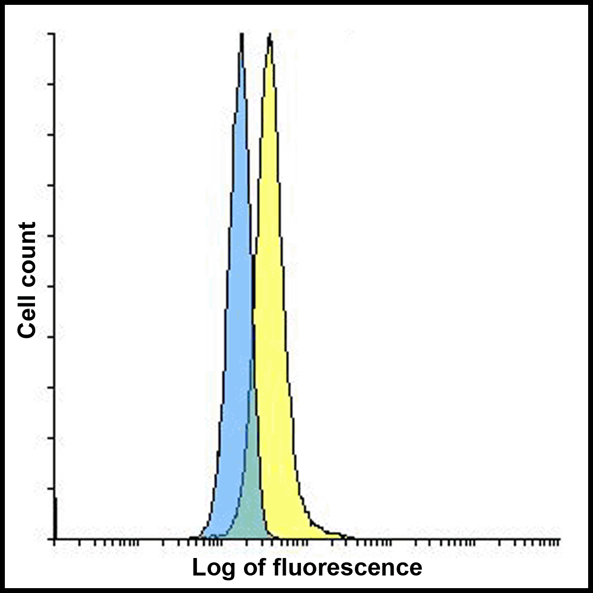CD80 Antibody [12D9]