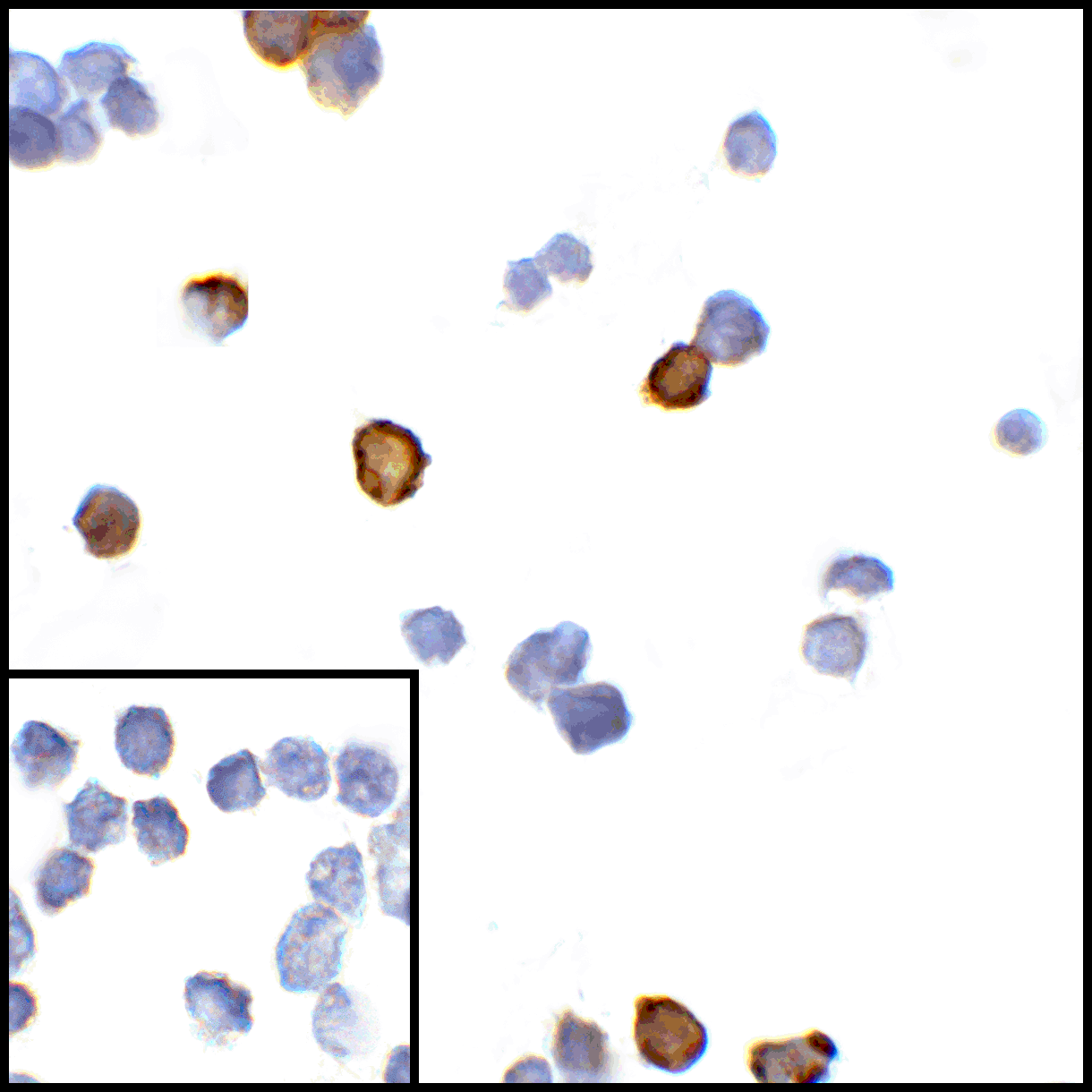 CTLA4 Antibody [8A1]