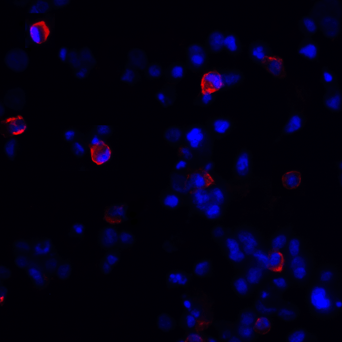CTLA4 Antibody [8A1]