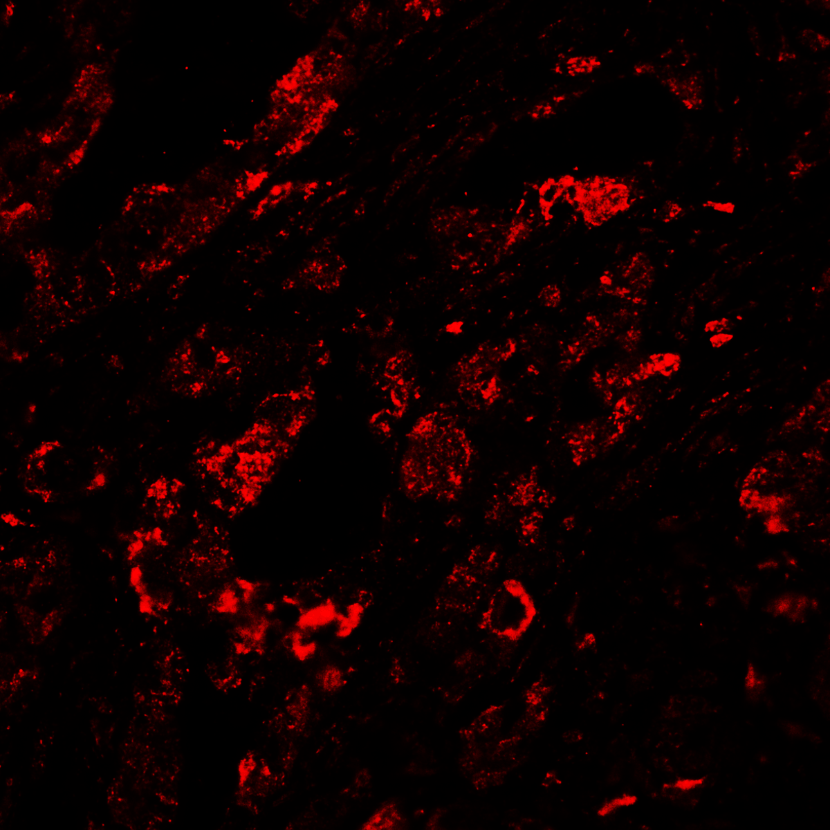 CTLA4 Antibody [8A1]