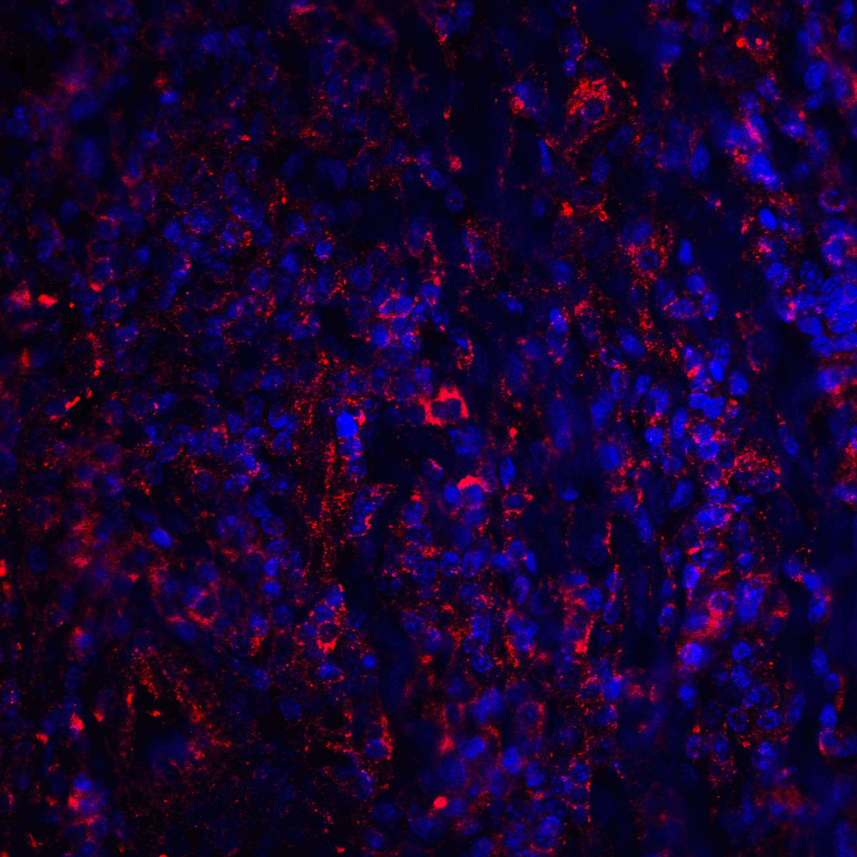 CTLA4 Antibody [8A1]