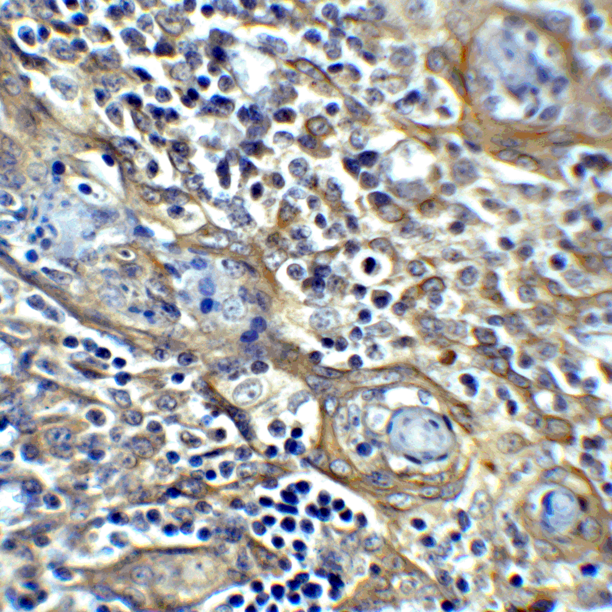 CTLA4 Antibody [8A1]
