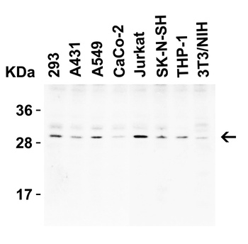 C1QTNF3 Antibody