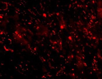 C1QTNF3 Antibody