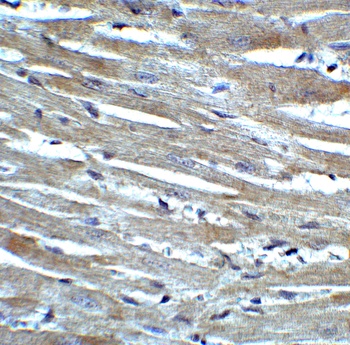 CX3CR1 Antibody