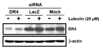 DR4 Antibody