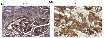 DR4 Antibody