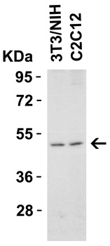 DR5 Antibody