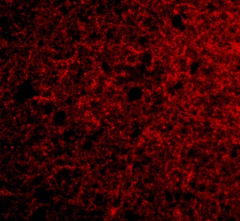 PRSS12 Antibody