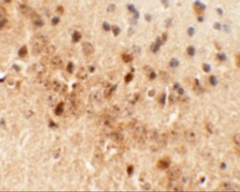 DRAXIN Antibody