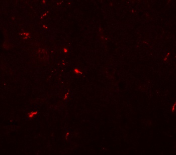 DRAXIN Antibody
