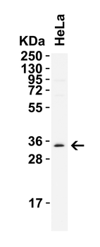 NANOG Antibody