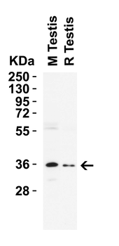 NANOG Antibody