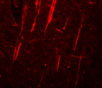NLRP12 Antibody