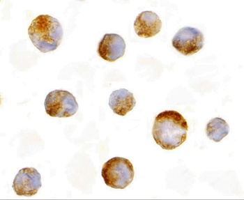 MCL1 Antibody