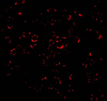 MCL1 Antibody