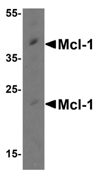 MCL1 Antibody