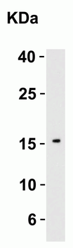 IL-21 Antibody