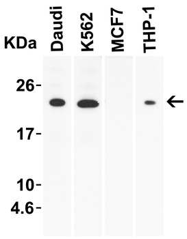 IL-23 Antibody
