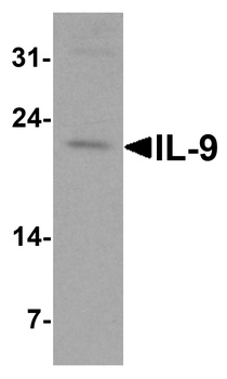 IL-9 Antibody