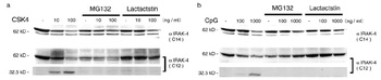 IRAK-4 Antibody