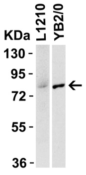 IRAK Antibody