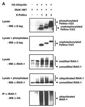 IRAK Antibody