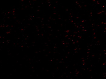 LRRC1 Antibody
