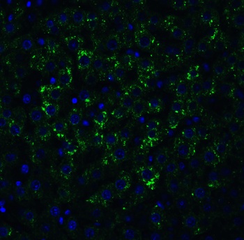 MANF Antibody