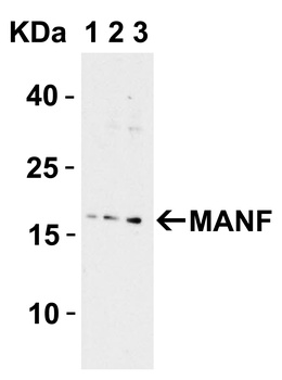 MANF Antibody