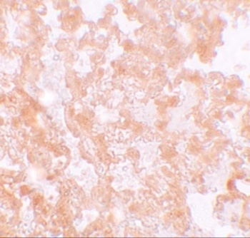 mfsd2aa Antibody