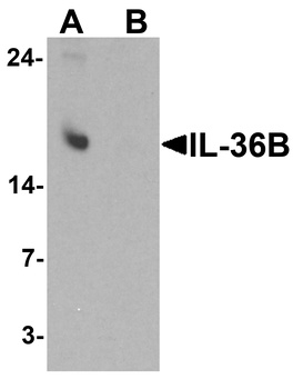 IL36B Antibody