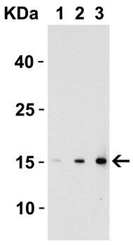 IL-17 Antibody