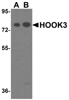 HOOK3 Antibody