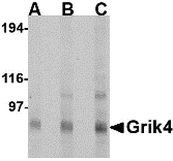 GRIK4 Antibody