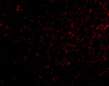 GRIK4 Antibody