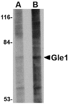 GLE1 Antibody