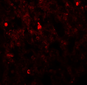 FXYD7 Antibody