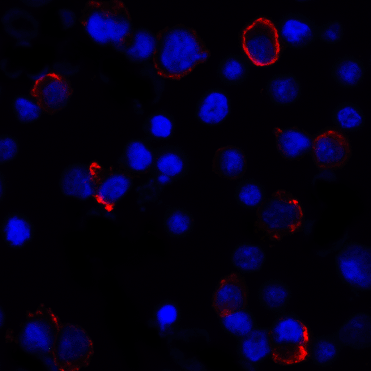 PDL1 Antibody [4F2]