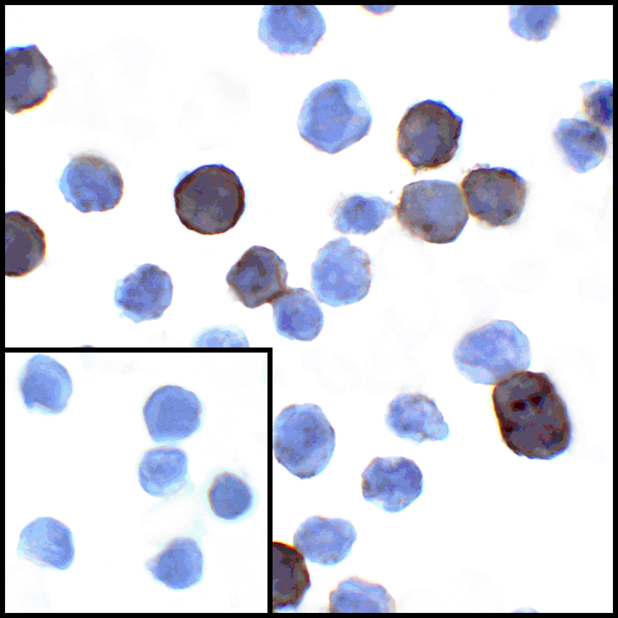 PDL1 Antibody [8E12]