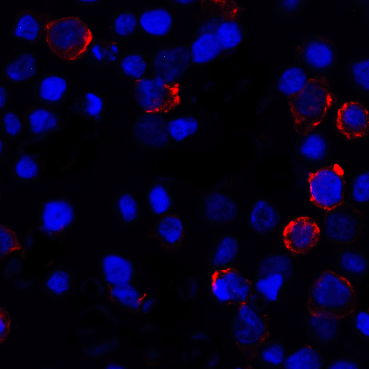 PDL1 Antibody [8E12]