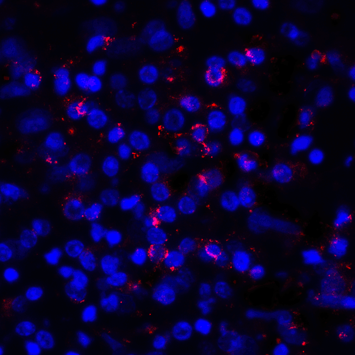 PDL1 Antibody [8E12]