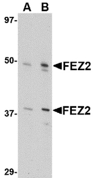 FEZ2 Antibody