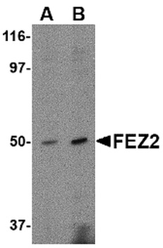 FEZ2 Antibody