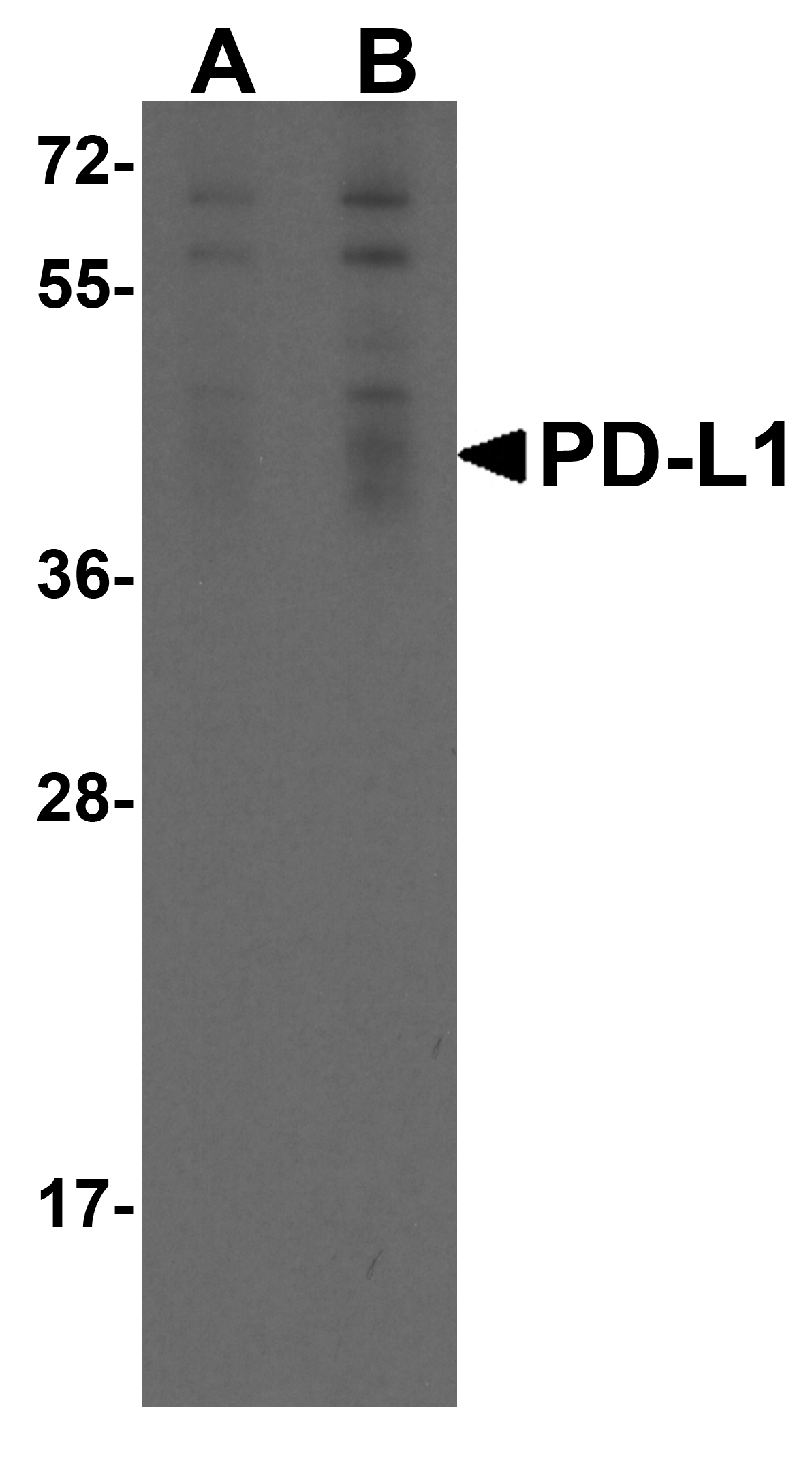 PDL1 Antibody [1D7]