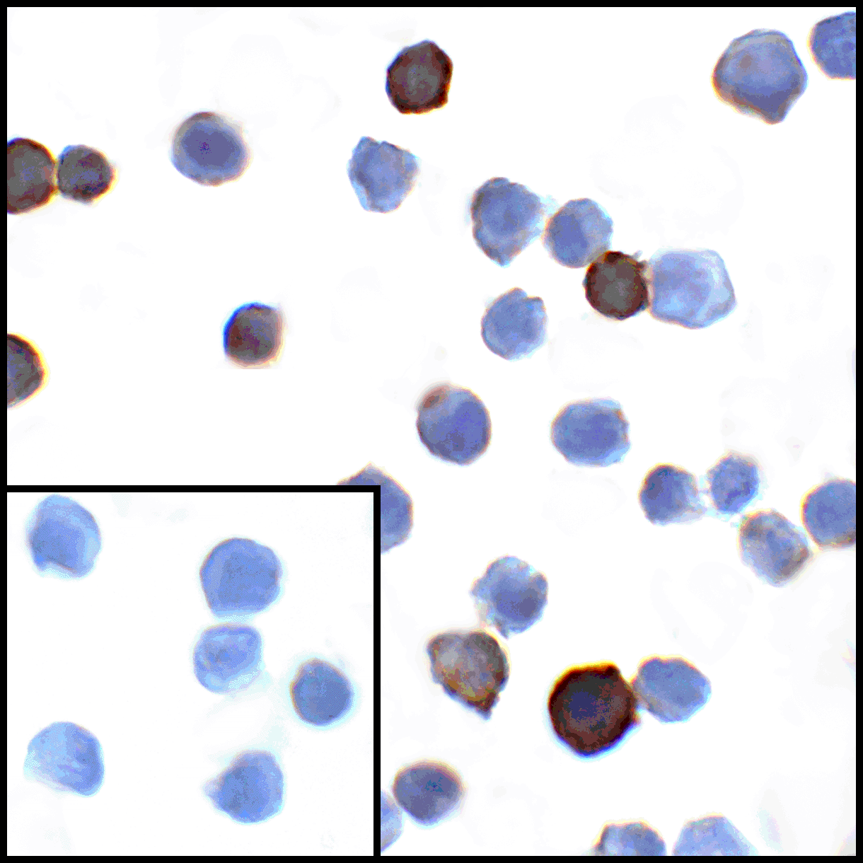PDL1 Antibody [1D7]