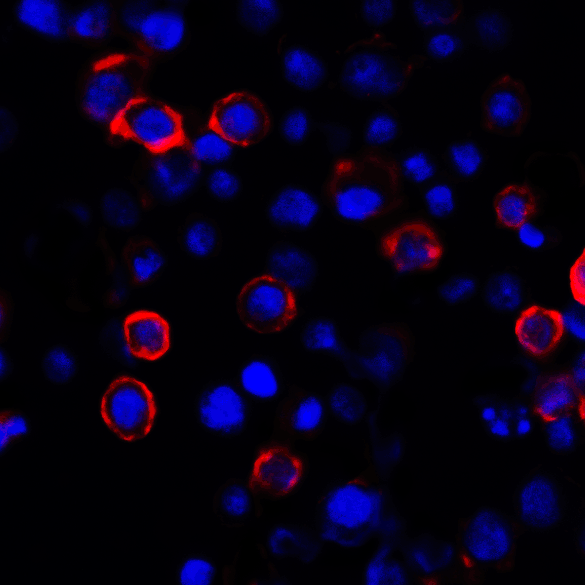 PDL1 Antibody [1D7]